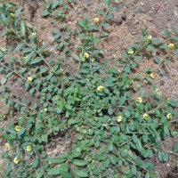 Polygala chinensis L.